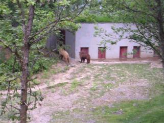 Les ours du Parc de Borce - Valle d'Aspe