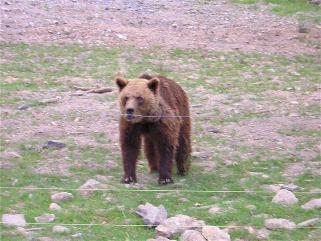 Les ours du Parc de Borce - Valle d'Aspe