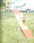 Du sport pour le chien et son maître