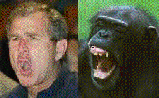 bush or chimp ?