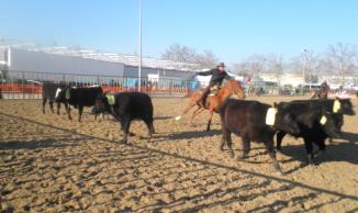 Toutes les facettes de l'équitation d'aujourd'hui en région PACA