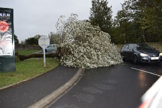 Les vhicules ont d contourner l’arbre abattu par le vent