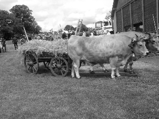 Les boeufs, symbole de la moisson d'antan