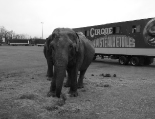 Les éléphants se détendent avant la représentation Les éléphants se détendent avant la représentation