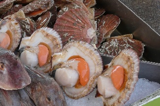 La vente de coquilles St Jacques aura encore un grand succès La vente de coquilles St Jacques aura encore un grand succès
