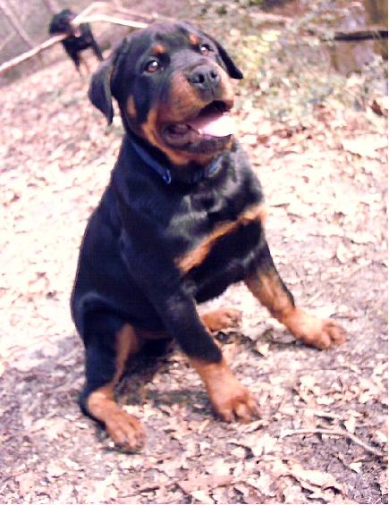 Chiot Rottweiler, annonce chiot260203