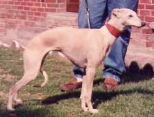 Lévrier Whippet annonce chiot050703