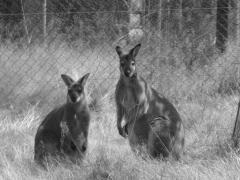 Des kangourous au milieu des lapins creusois Des kangourous au milieu des lapins creusois