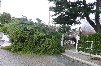 Des arbres ont t abattus sur la commune de Ver sur Mer et enlevs dans la soire