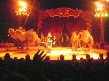 Tradition clownesque au cirque Zavatta 