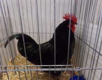 La poule noire du Berry